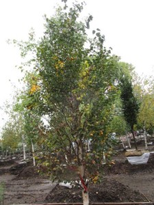 Birch - Dakota Pinacle, 9 ft, 3 ca...