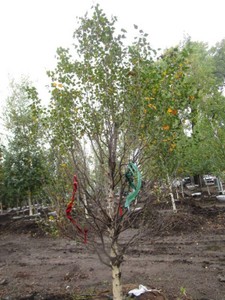 Birch - Dakota Pinacle, 8 ft, 2-12...