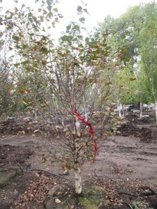 Birch - Dakota Pinacle, 6 ft, 3 ca...