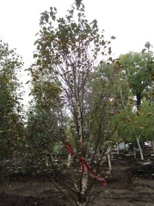 Birch - Dakota Pinacle, 9 ft, 3-12...