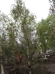 Birch - Dakota Pinacle, 11-12 ft, ...
