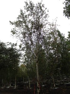 Birch - Dakota Pinacle, 12 ft, 3 c...