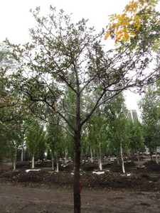 Thornless Hawthorne, 8 ft, 2-12 c...