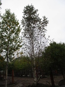 Birch - Dakota Pinacle, 16 ft, 3-1...