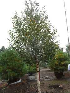 Birch - Dakota Pinacle, 10 ft. 2-1...
