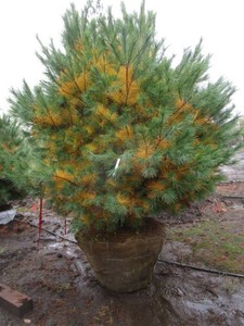 White Pine, 8 ft...