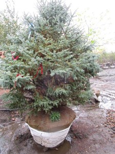 Spruce - Black Hills, 7 ft...
