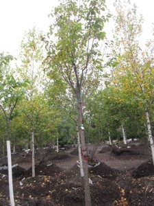 Japanese Lilac, 11 ft, 3 ca...