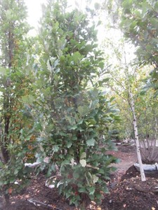 Oak - Regal Prince, 12 ft, 3 ca...