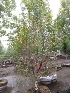 Oak - Dakota Pinacle, 8 ft, 3 ca...