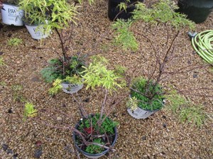 Lemony Lace Elderberry, 3 pots...