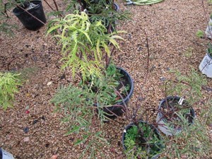 Lemony Lace Elderberry, 3 pots...