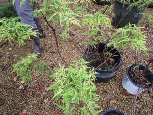 Lemony Lace Elderberry, 4 pots...