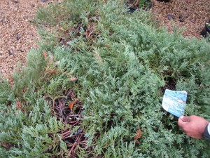 Juniper - Andorra Compact, 3 pots...