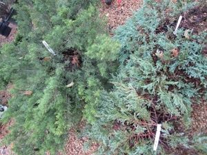 Juniper - Two Andorra Compact, One ...