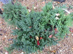 Japanese Yew - Two Emerald, One Pus...