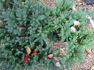 Mugo Pine Sherwood Compact Shrubs, ...