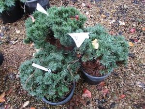 Mugo Pine Sherwood Compact Shrubs, ...