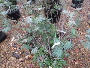 False Spirea, 3 Pots...