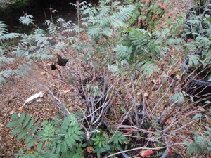 False Spirea, 3 Pots...