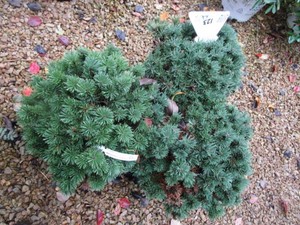 Mugo Pine Sherwood Compact Shrubs, ...