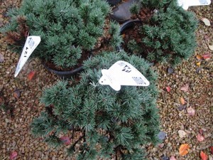 Mugo Pine Sherwood Compact Shrubs, ...