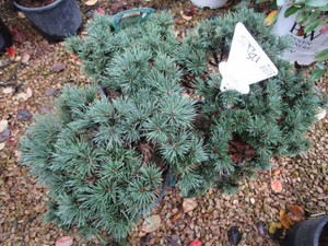 Mugo Pine Sherwood Compact Shrubs, ...