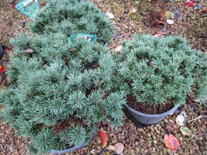 Mugo Pine Sherwood Compact Shrubs, ...