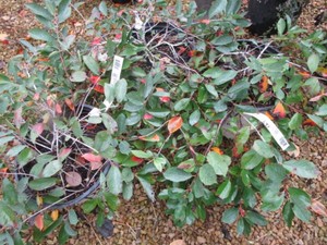 Ground Hug Black Chokeberry, 3 Pots...