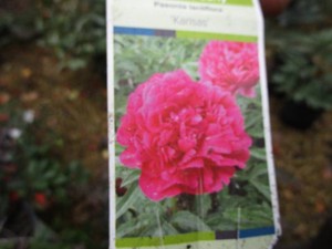 Peony, 2 Pots...