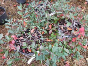 Ground Hug Black Chokeberry, 3 Pots...