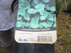Canada Wild Ginger, 3 Pots...