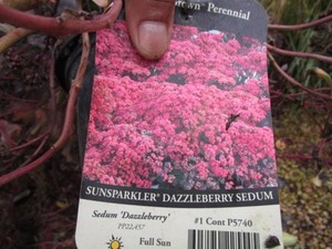 Sunsparkler Dazzleberry Sedum, 4 Po...