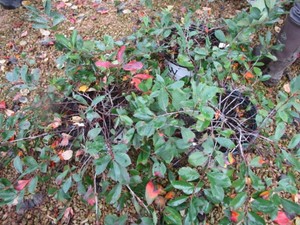 Ground Hug Black Chokeberry, 3 Pots...