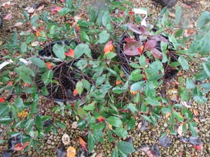 Ground Hug Black Chokeberry, 2 Pots...