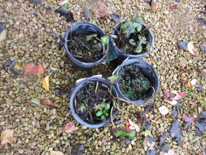 Canada Wild Ginger, 3 Pots...
