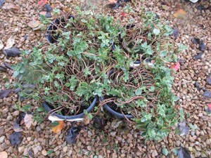 Sunsparkler Lime Zinger Sedum, 4 Po...