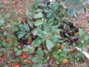 Ground Hug Black Chokeberry, 3 Pots...