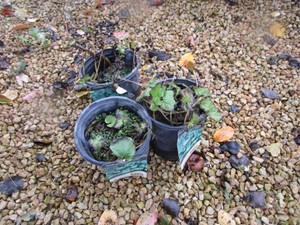 Canada Wild Ginger, 3 Pots...