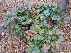 Rheinland Astilbe, 3 Pots...