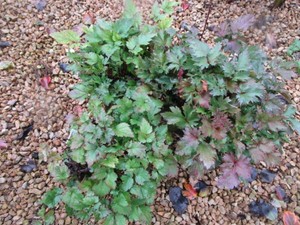 Rheinland Astilbe 2 Pots, Color Fla...