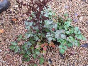 Astilbe, 3 Pots...