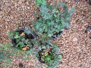 Geranium, Max Frei, 3 Pots...