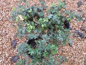 Geranium, Max Frei, 3 Pots...