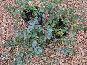 Geranium, Max Frei, 3 Pots...
