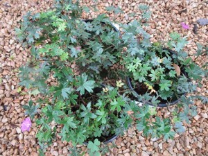 Geranium, Max Frei, 3 Pots...