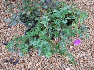Geranium, Max Frei, 3 Pots...