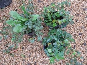 Geranium, Max Frei, 3 Pots...