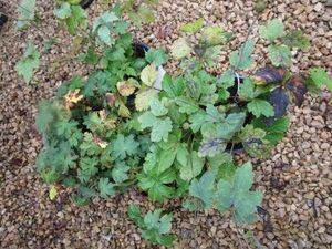 Geranium, 3 Pots...