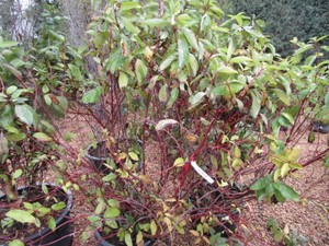 Dogwood - Red Twig, 2 Pots...